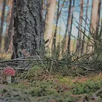 Feriehus Morskie Kopalino Caloroczne *
