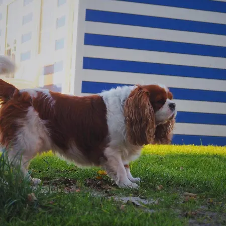 Morskie Kopalino Caloroczne بيت للعطل