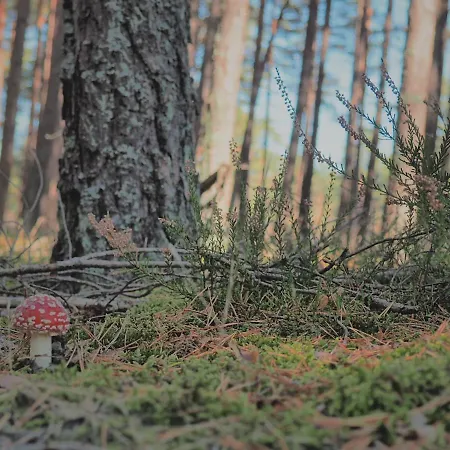 Dom wakacyjny Morskie Kopalino Całoroczne *