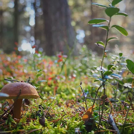 Morskie Kopalino Caloroczne بيت للعطل