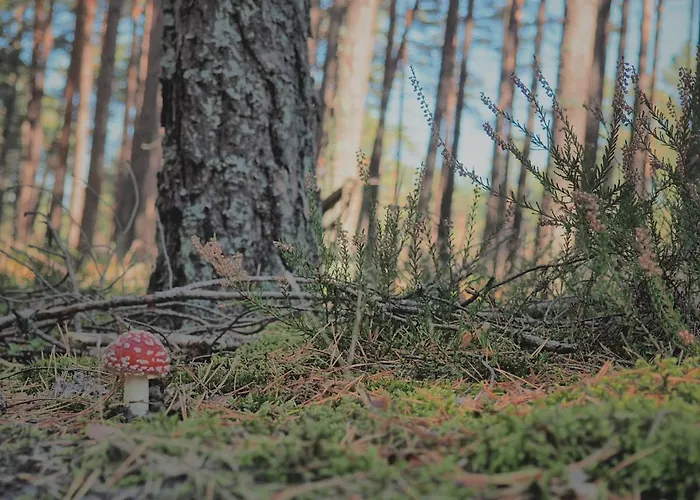 بيت للعطل Morskie Kopalino Caloroczne *