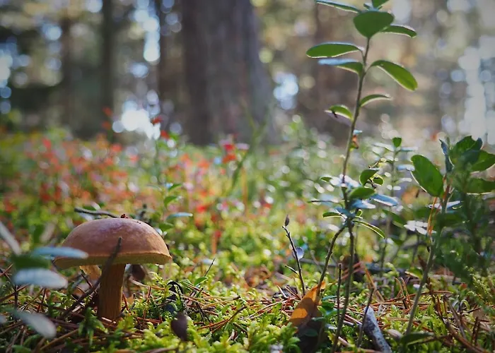 Morskie Kopalino Caloroczne بيت للعطل